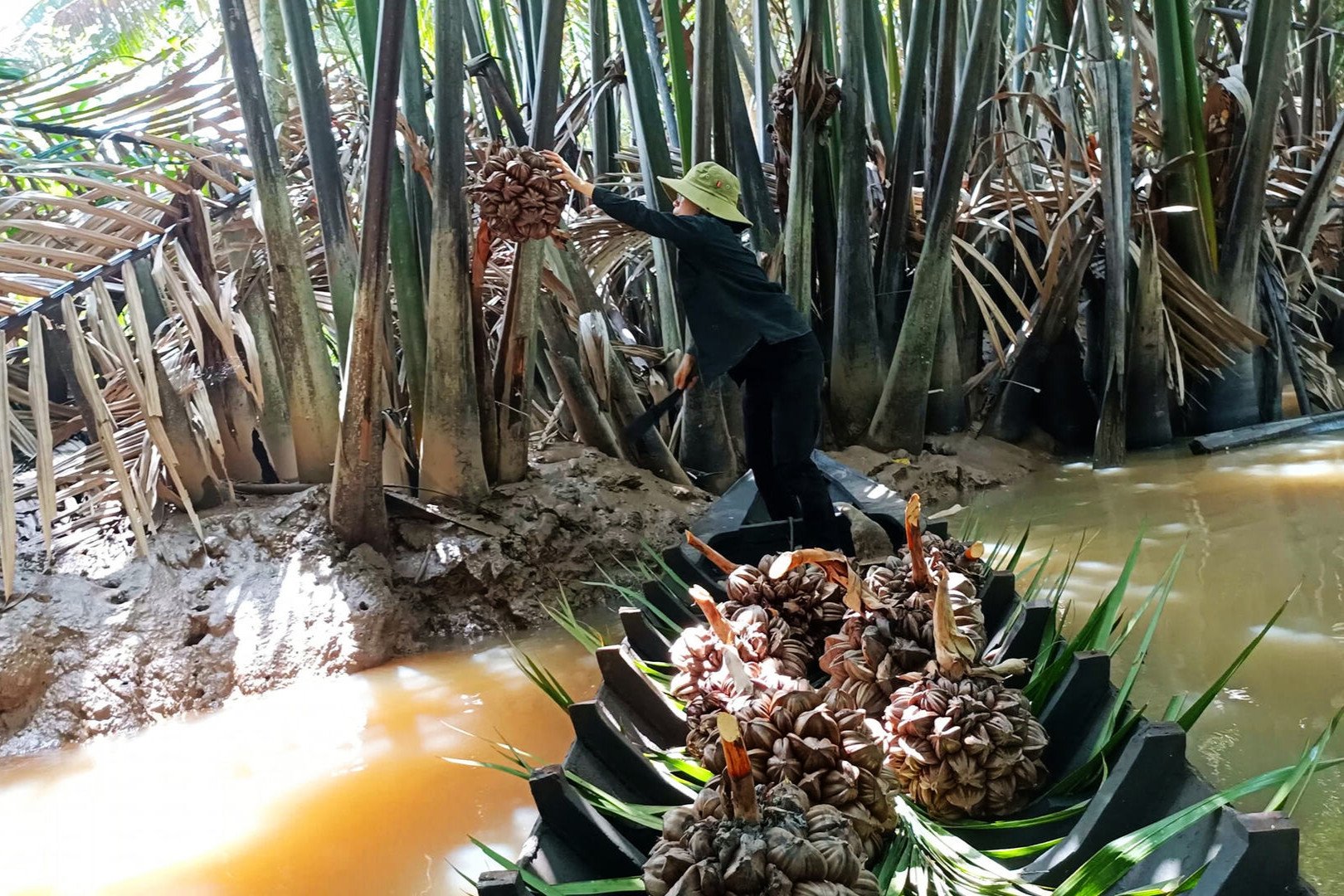 Món ngon miền Tây từ cây mọc hoang ven kênh rạch, trái chi chít, mọc ép sát nhau - 1