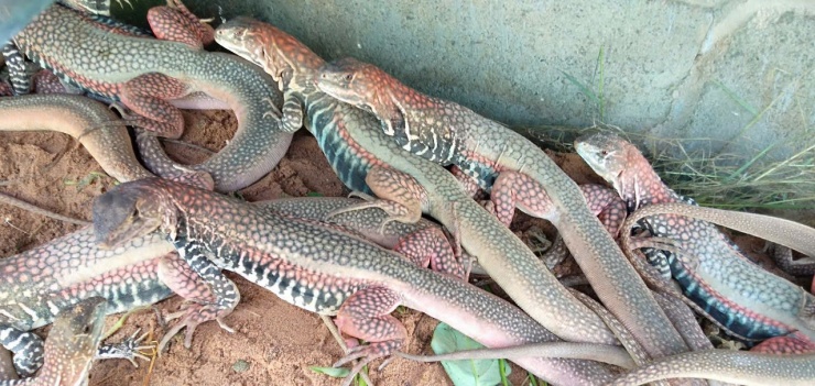 Dông - nguyên liệu quý giá