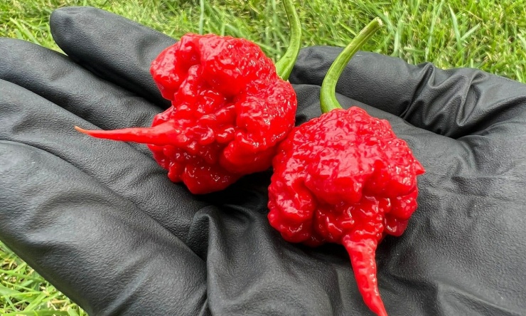 10 món có thể gây chết người - 2