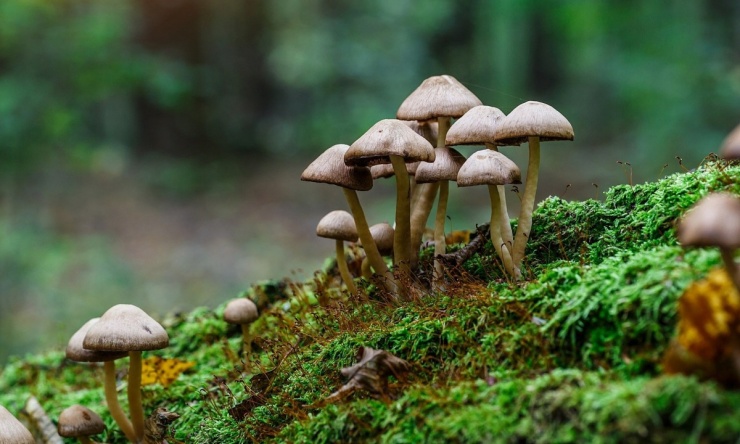 10 món có thể gây chết người - 7