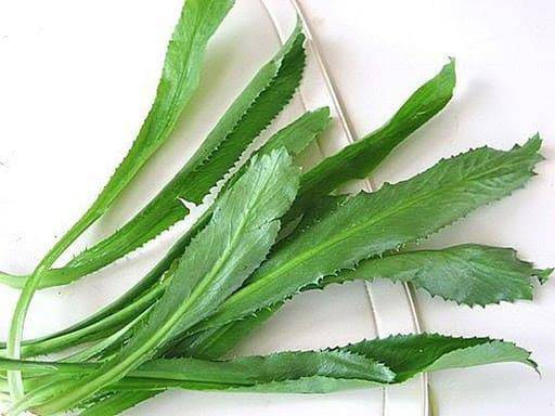 Rau ngò gai - Hỗ trợ phòng chống ung thư