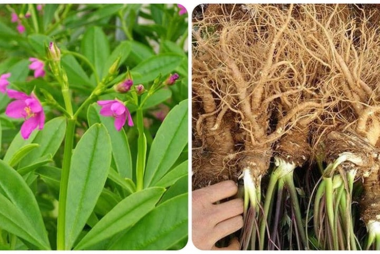 Đừng chỉ ăn củ, lá loài cây này quý như "nhân sâm người nghèo", ở quê mọc um tùm như cỏ dại - 2