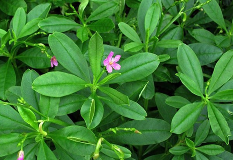 Đừng chỉ ăn củ, lá loài cây này quý như "nhân sâm người nghèo", ở quê mọc um tùm như cỏ dại - 3