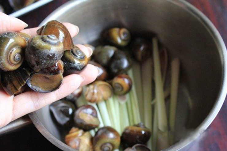 Những Điều Cần Lưu Ý Khi Luộc Ốc Để Đảm Bảo Ngon Sạch Chuẩn Vị Nhà Hàng - 1