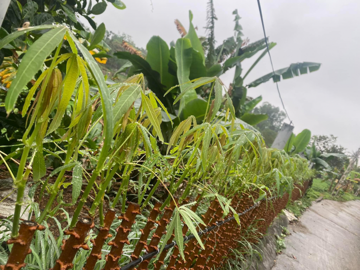 Lá sắn từ cây mọc tự nhiên được ưa chuộng hơn. Ảnh: Vũ Thu Phương