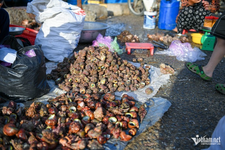 Ốc cừ được bày bán phổ biến ở chợ cá ven bến cảng Lý Sơn cũ