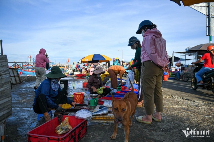 Chợ cá Lý Sơn sầm uất với nhiều loại hải sản tươi ngon.