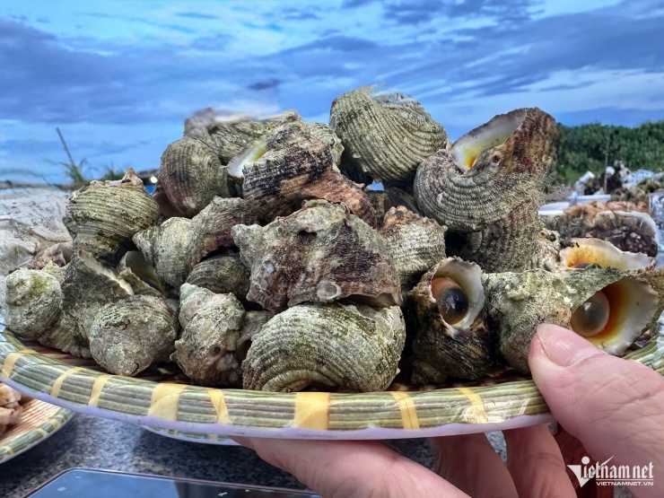 Vỏ ốc xù xì như viên đá