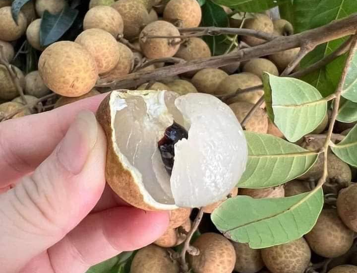 Loại trái cây đang vào mùa, giá cả phải chăng, ngập tràn tại chợ Việt, ai cũng yêu thích vì hương vị thơm ngon và tác dụng chữa mất ngủ, bổ dưỡng cho cơ thể - 1